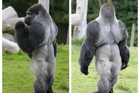 大猩猩吃素也不锻炼，为什么还能保持全身肌肉？而人类却不行图片