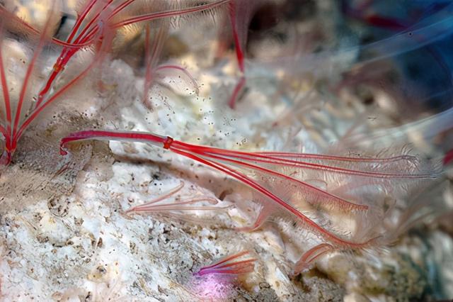 海底最奇特的共生关系，隐鱼为什么喜欢往海参的后面钻？