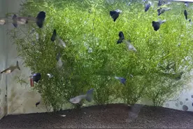 可以使用河沙直接栽种水草吗，饲养观赏鱼必须要铺设底砂吗？图片