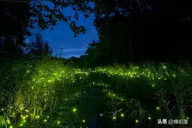 农村人当害虫的“地喇叭”，曾卖到11万元1只，如今价值仍不减图片