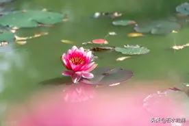 金莲凭实力开拓宫斗两大战场：主战场佯攻；看不见的敌后战场实锤图片