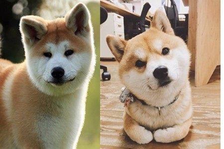 秋田犬和柴犬有什么不同（柴犬和秋田犬）
