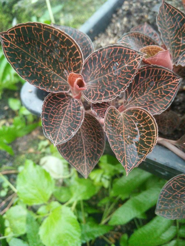 金线莲又称"福建草",1斤能卖上千元,如今农民却少种了,难管