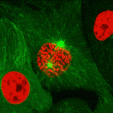 中学生物精美GIF动图来啦