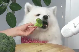 可怕的宠物吃播图片
