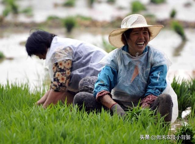 既是杀菌剂也是诱抗素，既有药效也有肥效——农用壳糖素不简单