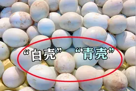 买鸭蛋时，选“青壳”还是“白壳”？有区别，弄清楚再买不吃亏图片