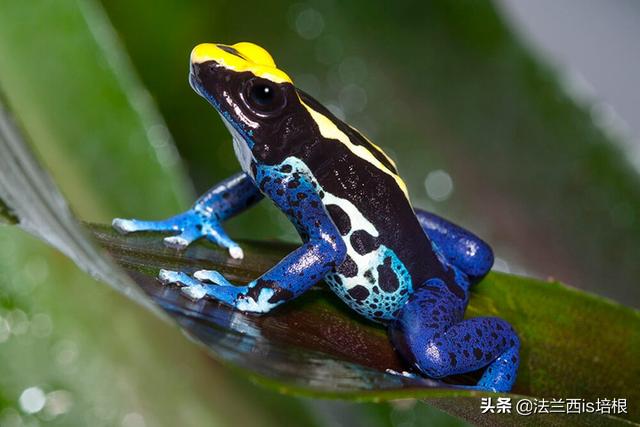 箭毒蛙居住在中美洲和南美洲的热带雨林,共有220种品种.