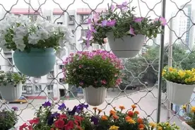 养花草需要生根水？在家用柳树枝亲自动手制作，比买来的还好用图片