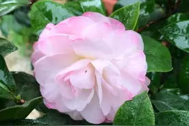 茶花买来养不活？不如摘片叶子来扦插，几个月长成茶花小盆栽图片