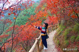 穿越红叶丛林，摇落一地落红，双龙湾的红叶真的美爆了图片