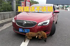 开车撞到宠物狗怎么办？到底该不该赔，为交警判罚点赞图片