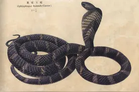 被咬伤后最快5分钟毙命！最具传奇色彩的毒蛇之王——眼镜王蛇图片