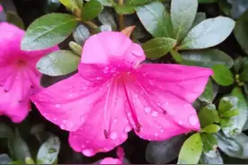 给全国数学老师第三封信，六年级数学鸽巢问题，到底有没有问题？图片