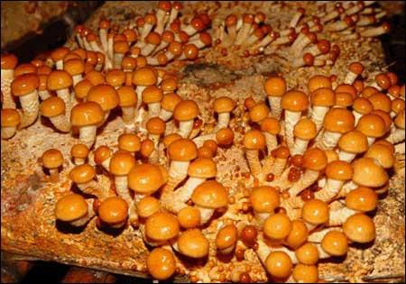 三十一种常见的菌类蘑菇图片