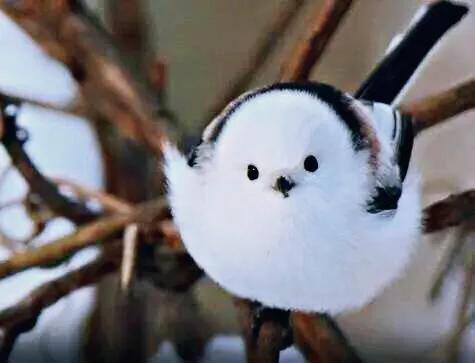 银喉长尾山雀～世界上最萌的鸟