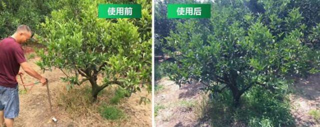 花粉多糖和氨基酸肥哪个才是作物促根首选？听听专家怎么说