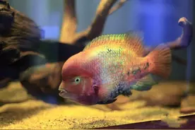 常见几种观赏鱼的寿命问题，最短的和最长的，可以相差200年图片