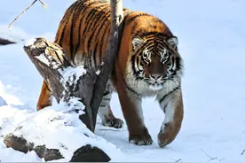 “捡虎栈”是六七十年前林海雪原中的一种狩猎方式 惊险异常图片