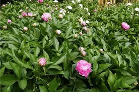 南阳人民公园芍药花开 媚欺桃李色香夺绮罗风图片