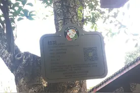 先动“外科手术” 再来愈伤养护 80岁的李劼人手栽桂花树即将再现生机图片