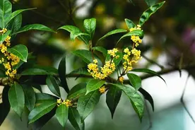 人闲桂花落，夜静春山空，您知道桂花的养殖方法和注意事项吗？图片