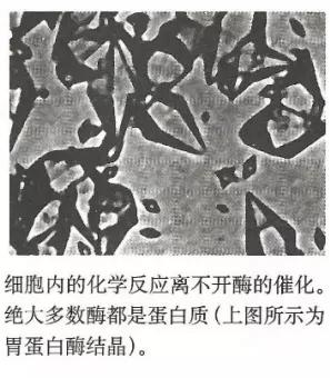碳基生物是怎么回事？「高中生物讲解」1.2.4-1.2.5