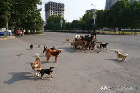 河南拾荒老人出行，20多条狗前呼后拥，啥阵仗图片