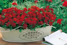 5种“省心花”，不招虫、生病少，漂亮又好养，新手也能入手图片