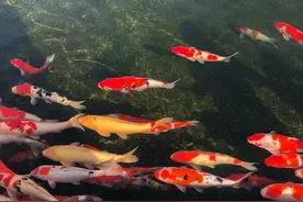 鱼儿在水中，能听见人说话吗？图片