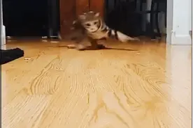 一个激光笔就让猫为之疯狂，残影都玩出来了，猫：脑子都给摇晕了图片