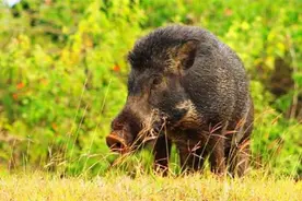 保护秦岭：秦岭野生动物保护—野猪图片