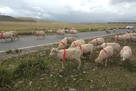 农村俗语：“家养10只羊，3年盖新房”，事实上真的能做到吗？图片