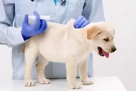 千万别让疫苗白打！狗狗打完疫苗的几大注意事项图片