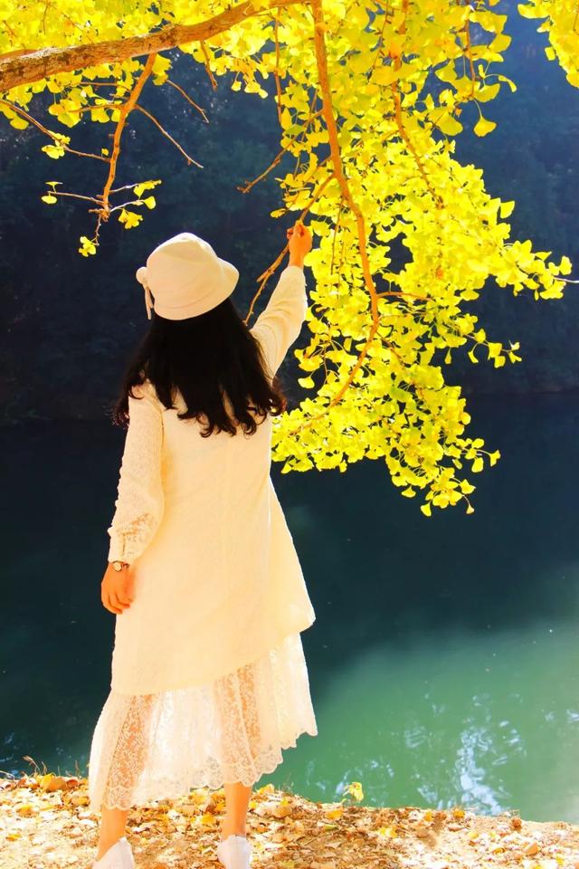 秋风吻尽银杏叶，艳遇醉美帽子峰