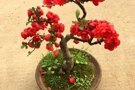 海棠花不难养，平时注意“这些事”，叶片不发黄，年年开满花图片