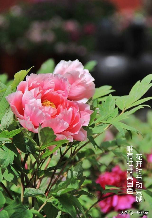 三月观花指南，这8种花三月开，不要错过花期