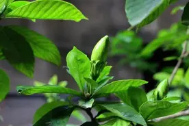 栀子花很喜欢“3种水”，一个月浇几次，生长茂盛，花儿香图片