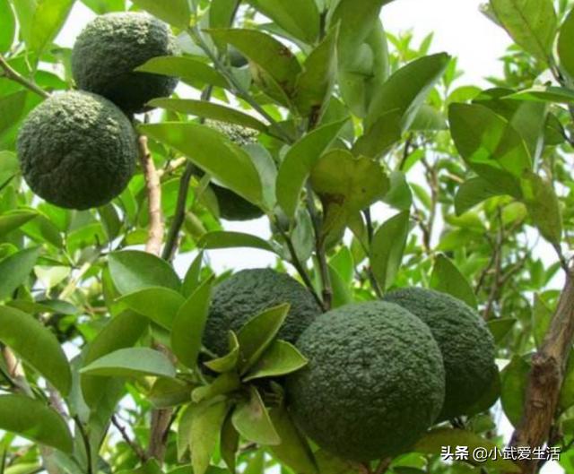 这种橙子果肉极酸，富含氨基酸食用价值高，把它认作青柠可亏了