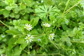 #红星照耀的中国，红色传承至上，精神价值永存#图片