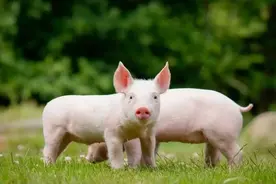 明朝是朱姓的天下，传说不能说“杀猪”，还禁养过猪，是真的吗？图片