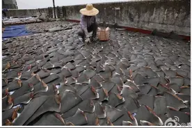 鱼翅，可能是这个世界最荒唐的骗局图片