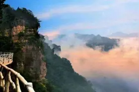 叹为观止的“行走”树：历时200年走了70米，水分不足就出走图片