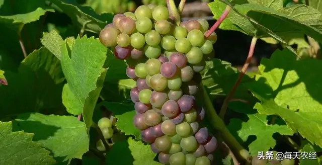 一画7色，独家配方，营养着色，农资经销商热卖的又一爆款产品