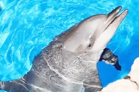 全球最小海豚仅剩12只，明年将灭绝，西方却认为这是中国人造成！视频封面