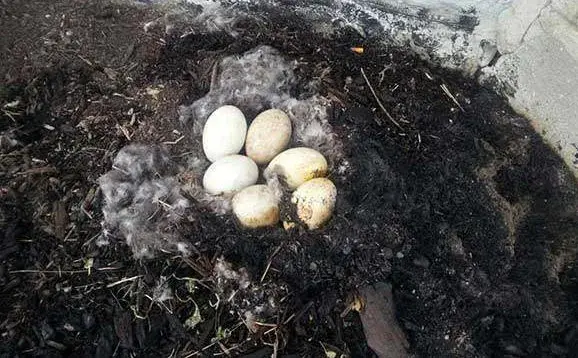 九个震撼人心的真实故事：动物母爱不输人类，看得人落泪
