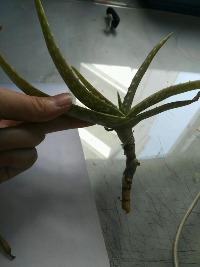 水里还能养芦荟 简单几步 土培变水培
