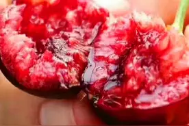 大樱桃内是否有虫子？清洗很重要，教你1招，虫子乖乖跑出来图片