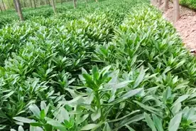 种植一次收益十几年的钙菜，市场前景和效益都不错，值得参考图片