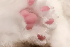 猫咪的jiojio简直太可爱了图片